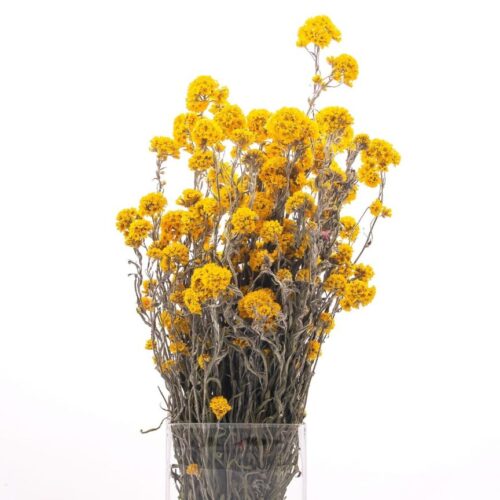 suszone-kwiaty-suchlin-sanforda-sanfordii-bukiet